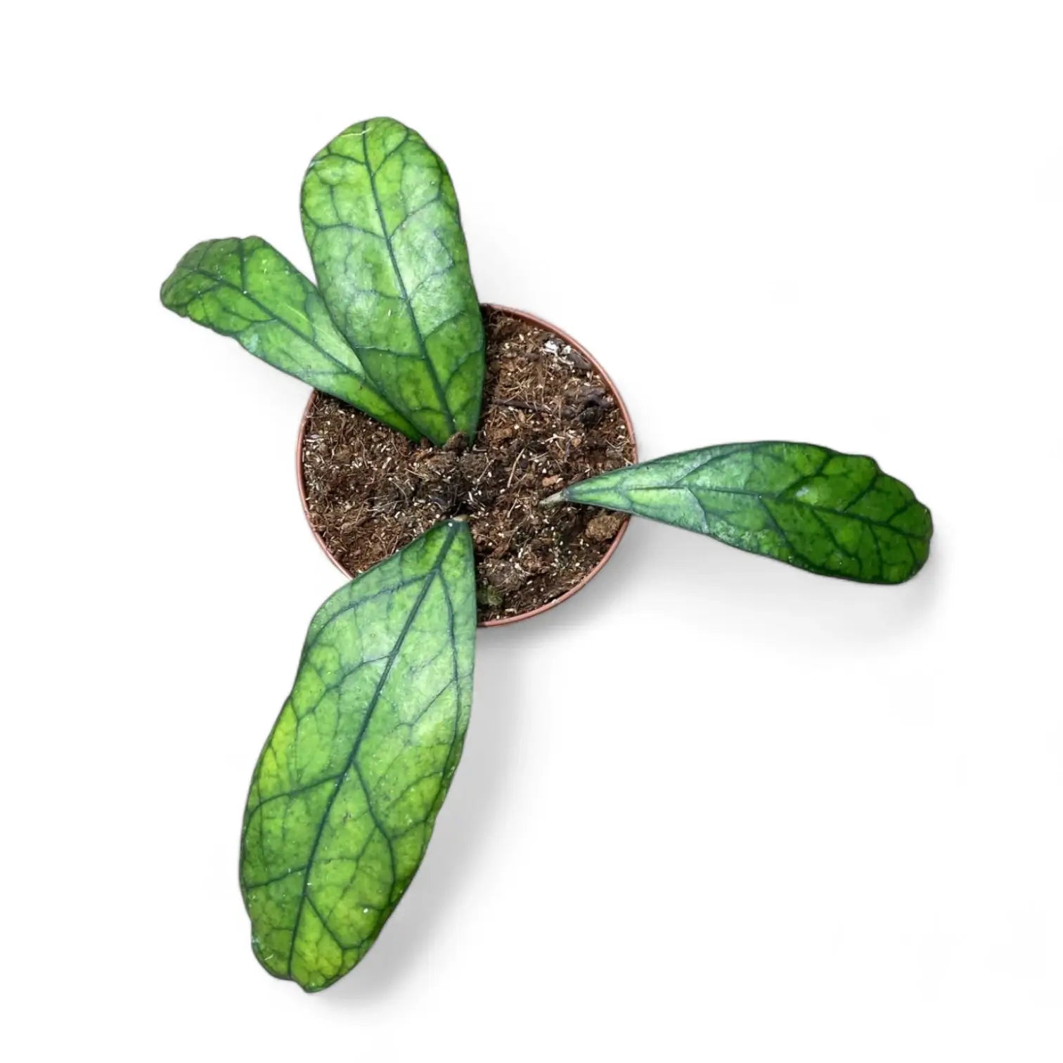 Hoya clemensiorum Kalimantan (Clone 2) Zimmerpflanze im Anzuchttopf vor weißem Hintergrund, Produktfoto 2.