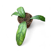 Hoya clemensiorum Kalimantan (Clone 2) Zimmerpflanze im Anzuchttopf vor weißem Hintergrund, Produktfoto 3.