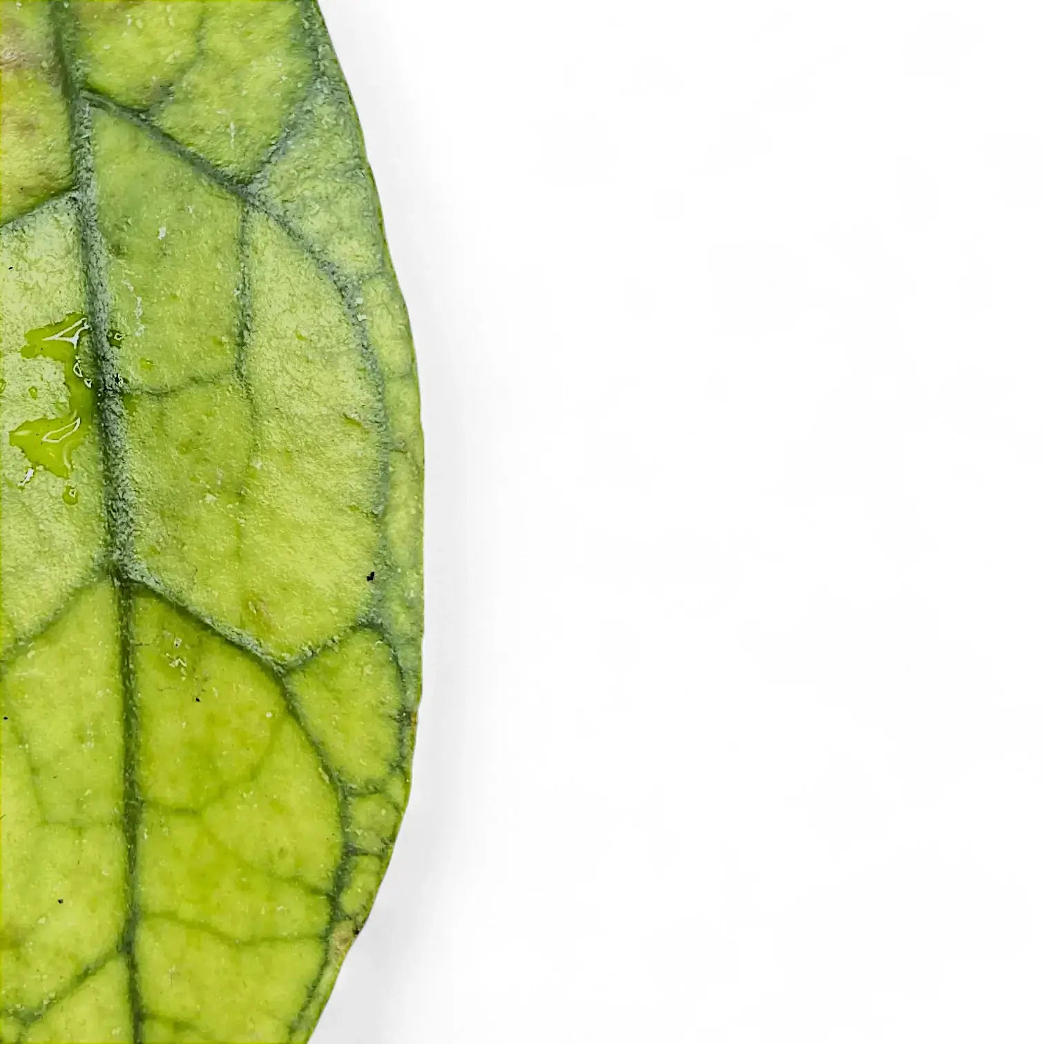Hoya clemensiorum Kalimantan (Clone 2) Zimmerpflanze im Anzuchttopf vor weißem Hintergrund, Produktfoto 4.