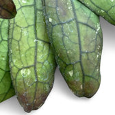 Hoya clemensiorum 'Round Leaf' – Blattdetail vor weißem Hintergrund..