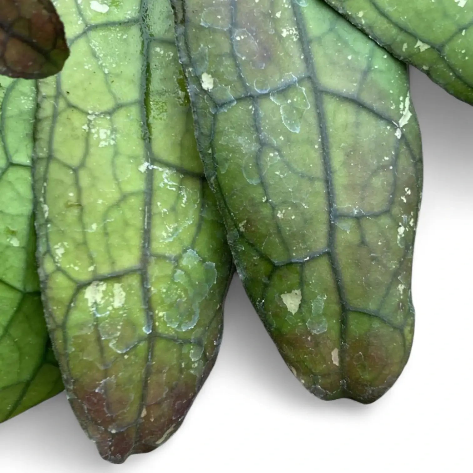 Hoya clemensiorum 'Round Leaf' – Blattdetail vor weißem Hintergrund..