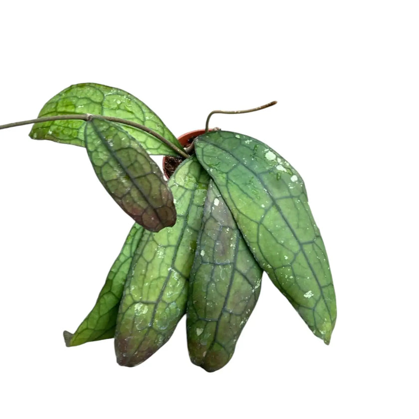 Hoya clemensiorum 'Round Leaf' potted houseplant in nursery pot on white background, product photo 2.