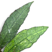 Hoya clemensiorum (Sumatra) – Blattdetail vor weißem Hintergrund..