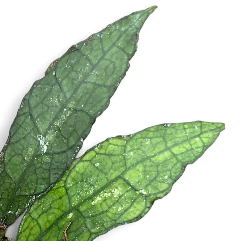 Hoya clemensiorum (Sumatra) leaf close-up on white background.