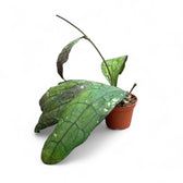 Hoya clemensiorum (Sumatra) Zimmerpflanze im Anzuchttopf vor weißem Hintergrund, Produktfoto 3.