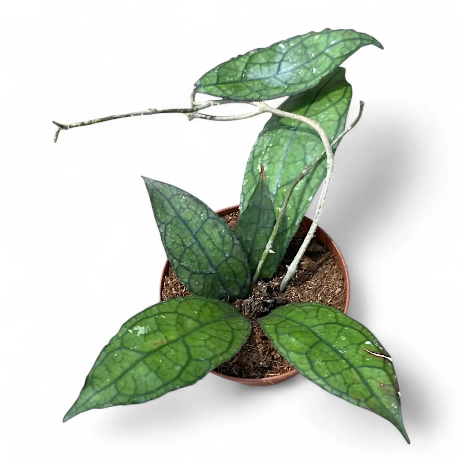 Hoya clemensiorum (Sumatra) Zimmerpflanze im Anzuchttopf vor weißem Hintergrund, Produktfoto 4.