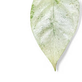 Hoya coriacea 'Silver' – Blattdetail vor weißem Hintergrund..