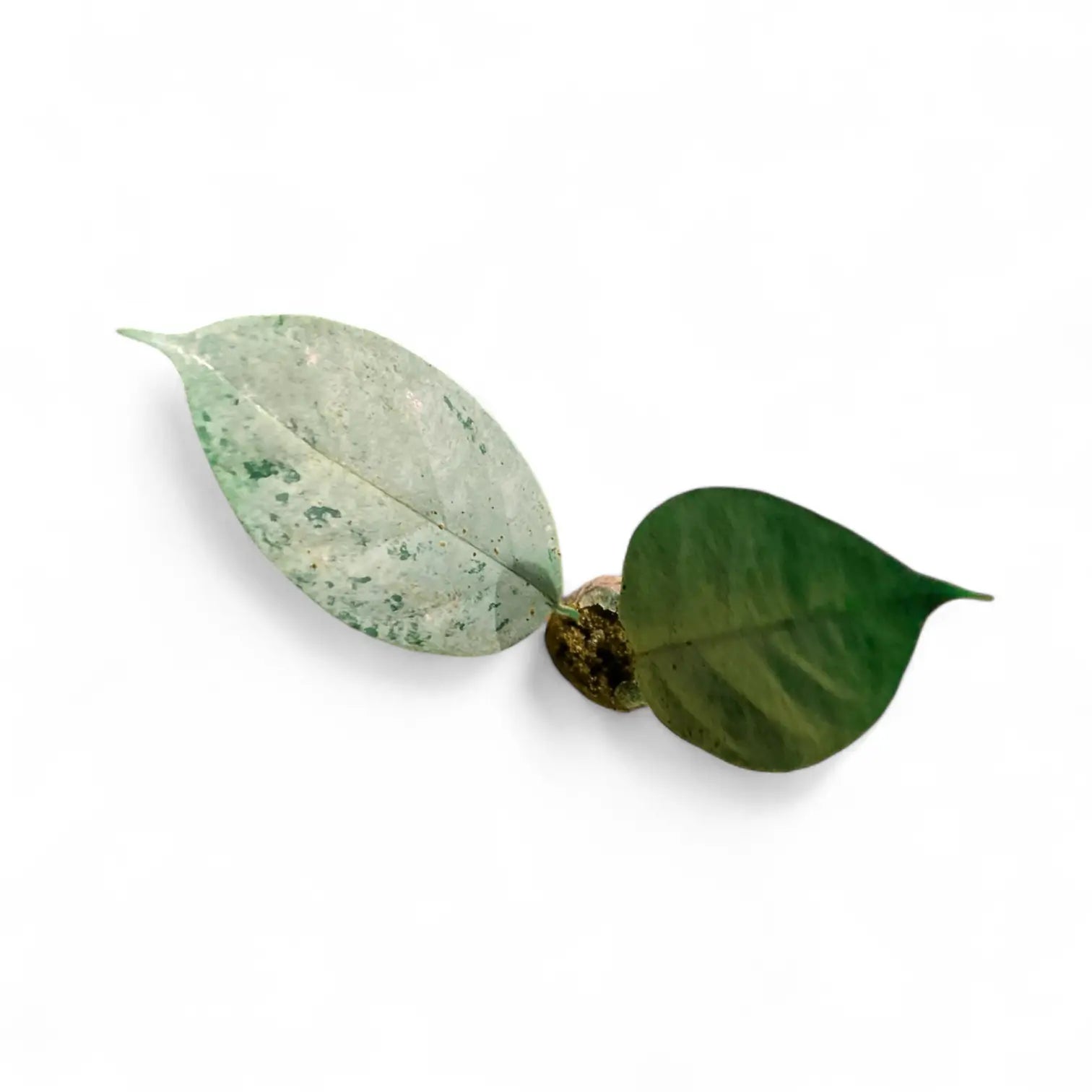 Hoya coriacea 'Silver' Zimmerpflanze im Anzuchttopf vor weißem Hintergrund, Produktfoto 2.