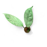 Hoya coriacea 'Silver' Zimmerpflanze im Anzuchttopf vor weißem Hintergrund, Produktfoto 3.