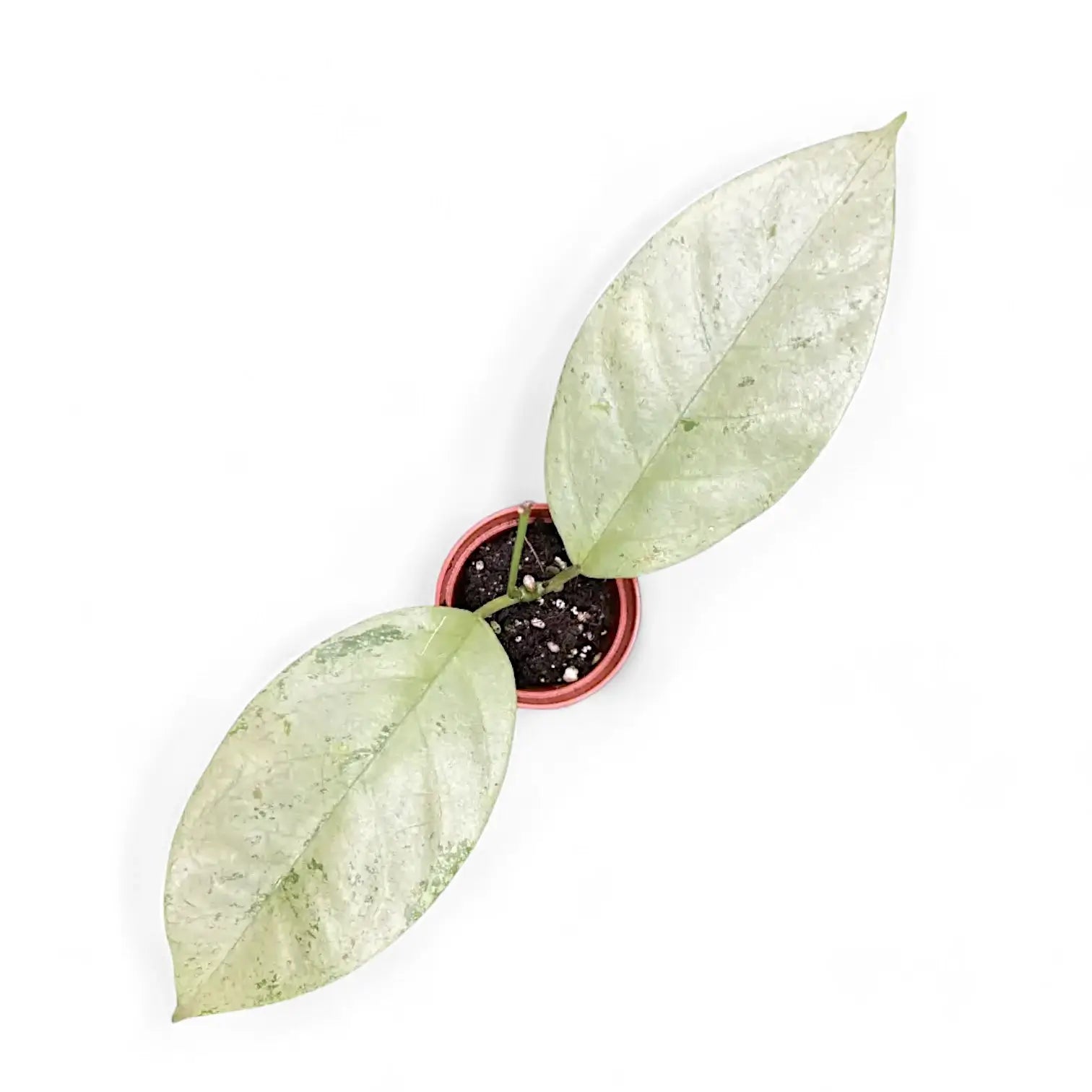 Hoya coriacea 'Silver' Zimmerpflanze im Anzuchttopf vor weißem Hintergrund, Produktfoto 5.