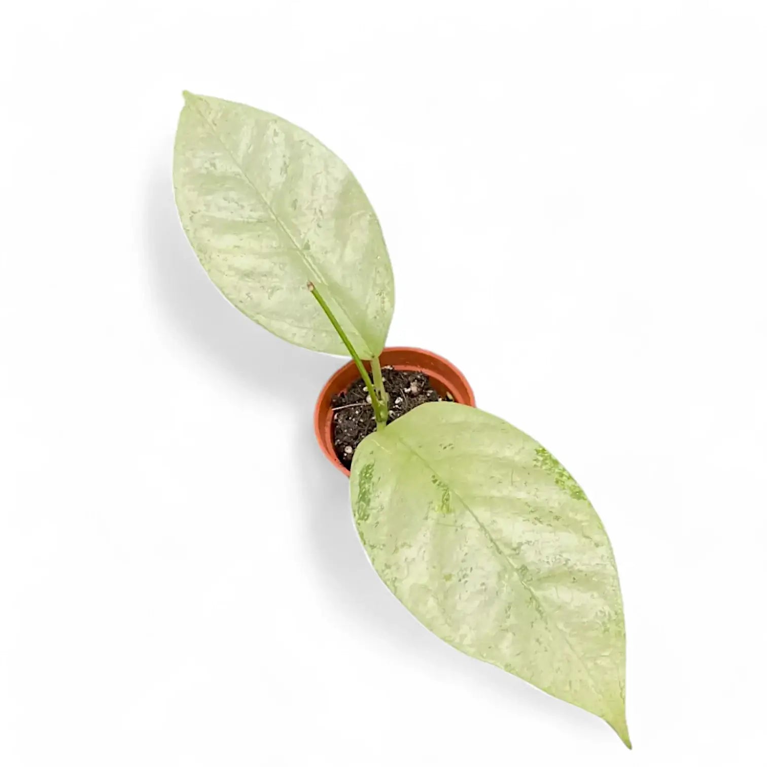 Hoya coriacea 'Silver' Zimmerpflanze im Anzuchttopf vor weißem Hintergrund, Produktfoto 6.