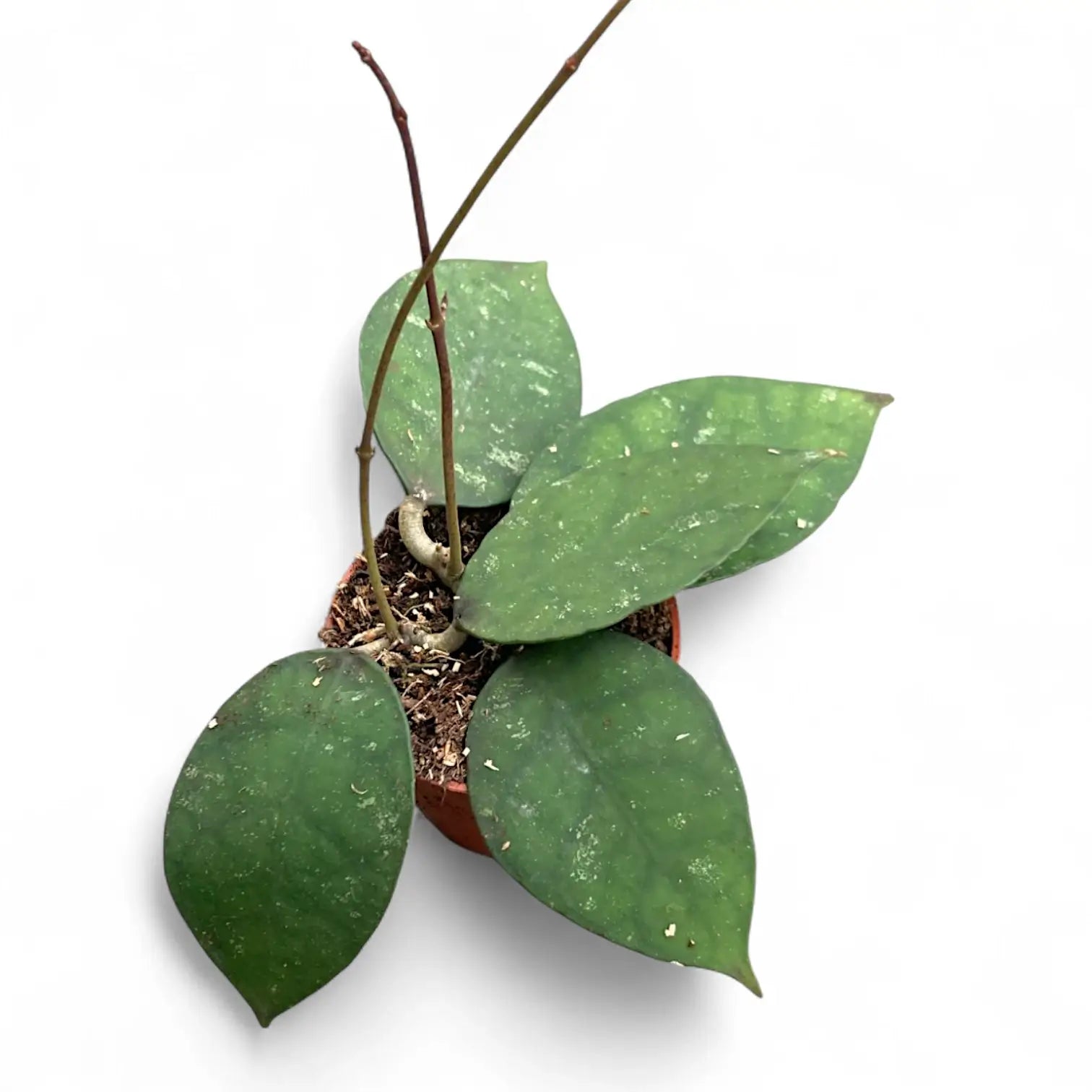 Hoya corneri potted houseplant in nursery pot on white background, product photo 3.
