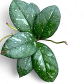 Hoya crassipetiolata 'Splash Round Leaf' – Blattdetail vor weißem Hintergrund..