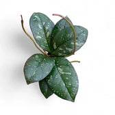 Hoya crassipetiolata 'Splash Round Leaf' Zimmerpflanze im Anzuchttopf vor weißem Hintergrund, Produktfoto 2.