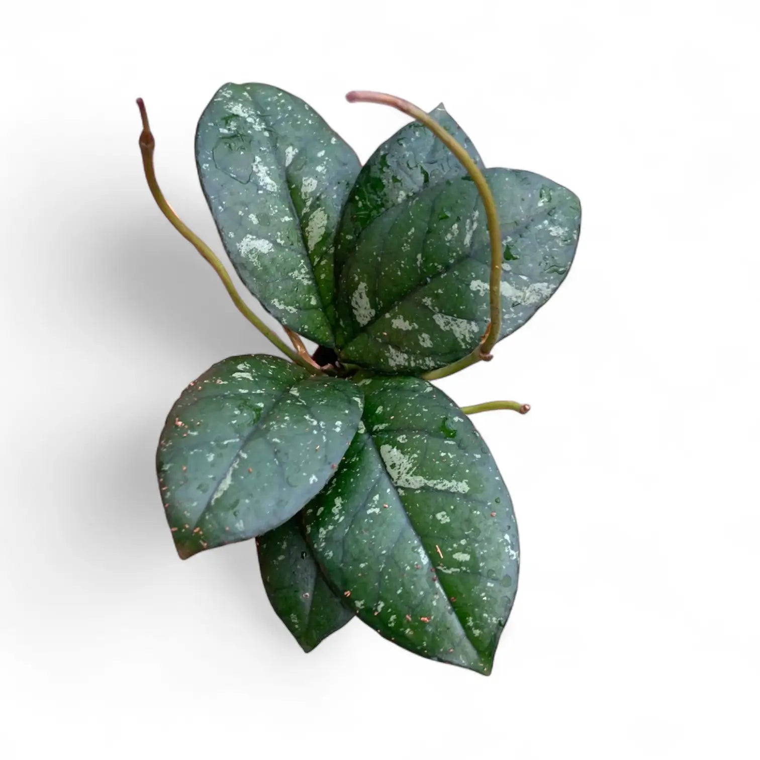 Hoya crassipetiolata 'Splash Round Leaf' Zimmerpflanze im Anzuchttopf vor weißem Hintergrund, Produktfoto 2.