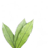 Hoya crassipetiolata (long leaf form) – Blattdetail vor weißem Hintergrund..