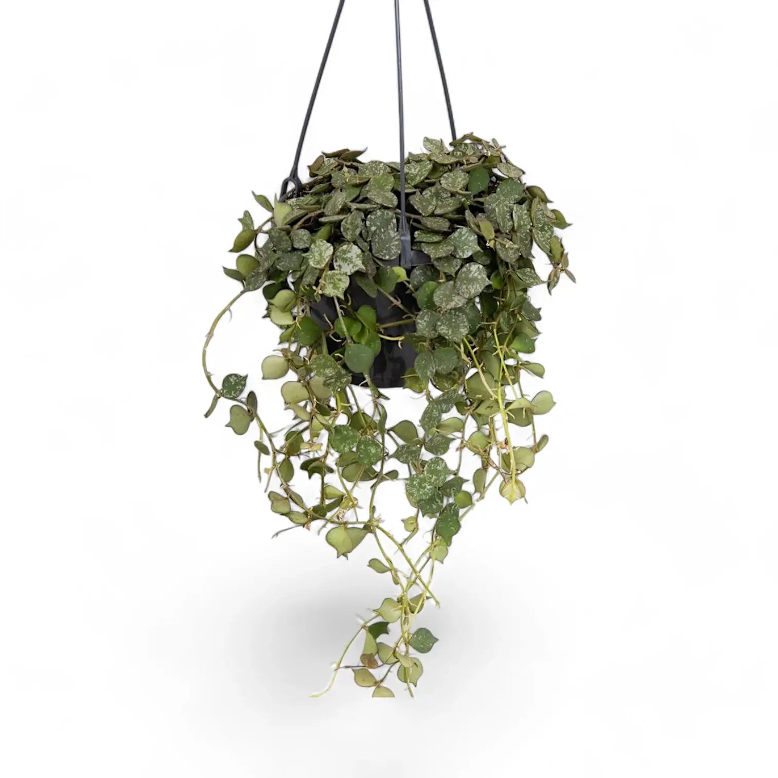 Hoya curtisii Zimmerpflanze im Anzuchttopf vor weißem Hintergrund, Produktfoto 3.