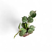 Hoya curtisii 'Silver' Zimmerpflanze im Anzuchttopf vor weißem Hintergrund, Produktfoto 3.