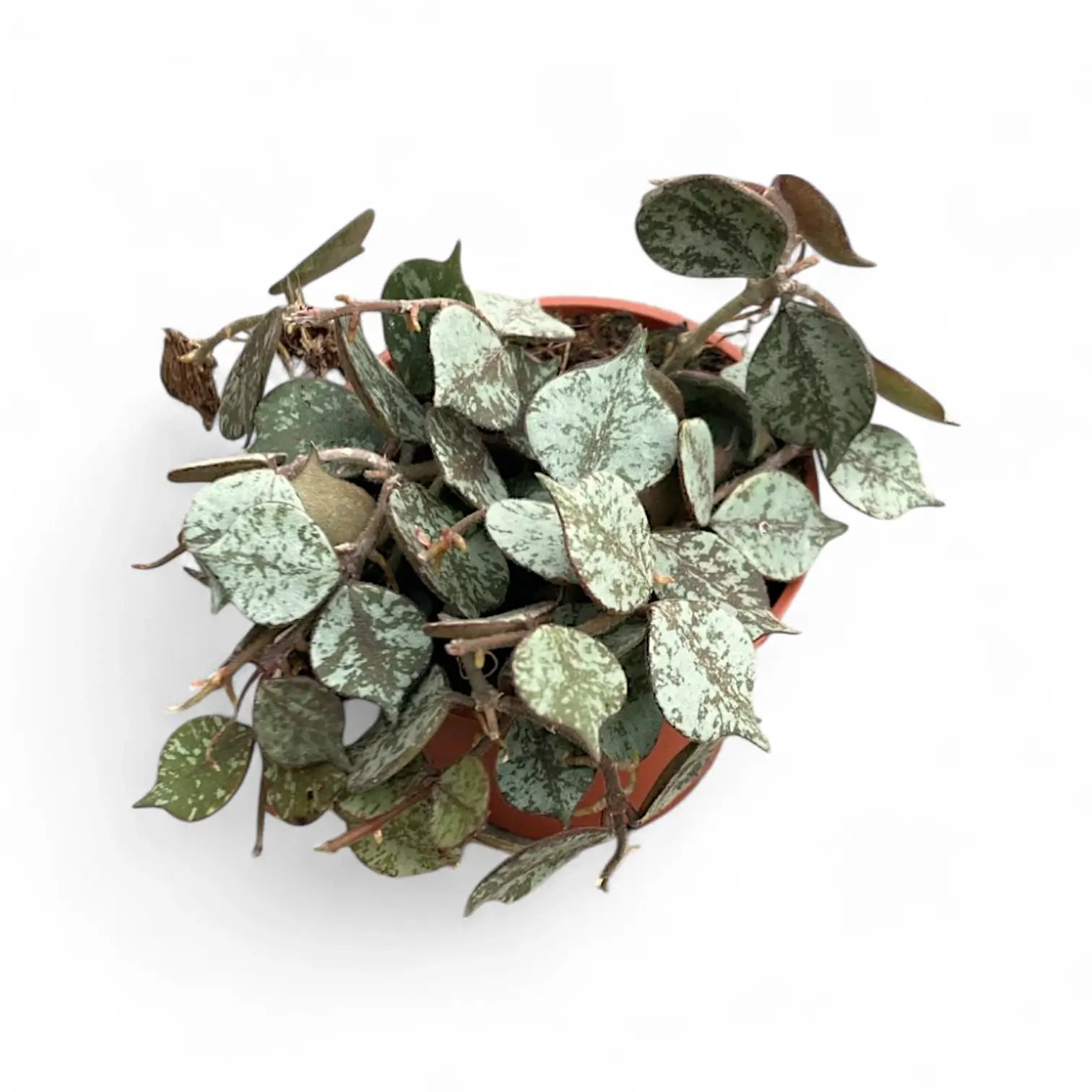 Hoya curtisii 'Silver' Zimmerpflanze im Anzuchttopf vor weißem Hintergrund, Produktfoto 7.