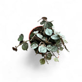 Hoya curtisii 'Silver' Zimmerpflanze im Anzuchttopf vor weißem Hintergrund, Produktfoto 8.