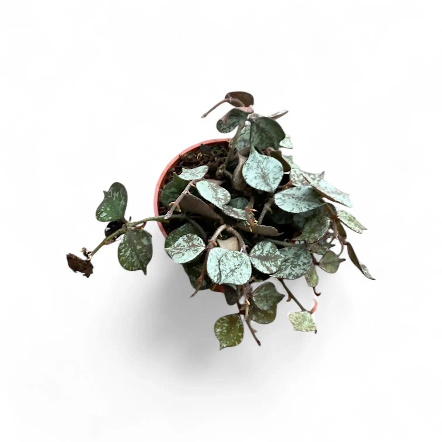 Hoya curtisii 'Silver' Zimmerpflanze im Anzuchttopf vor weißem Hintergrund, Produktfoto 8.