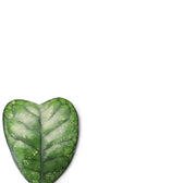 Hoya deykeae – Blattdetail vor weißem Hintergrund..