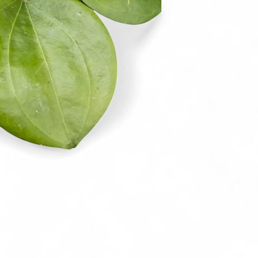 Hoya dolichosparte – Blattdetail vor weißem Hintergrund..