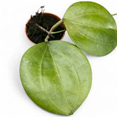 Hoya dolichosparte potted houseplant in nursery pot on white background, product photo 3.