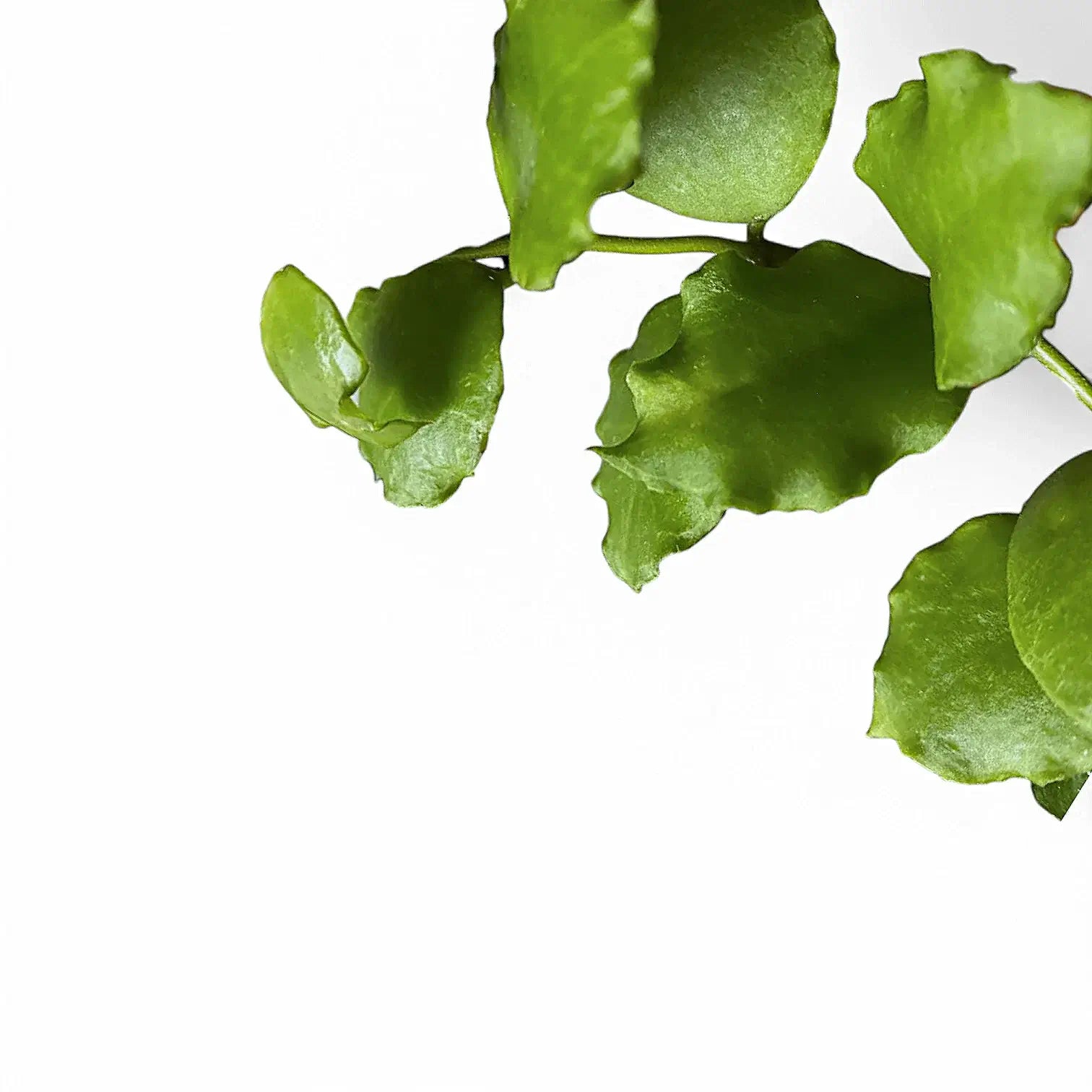 Hoya endauensis – Blattdetail vor weißem Hintergrund..