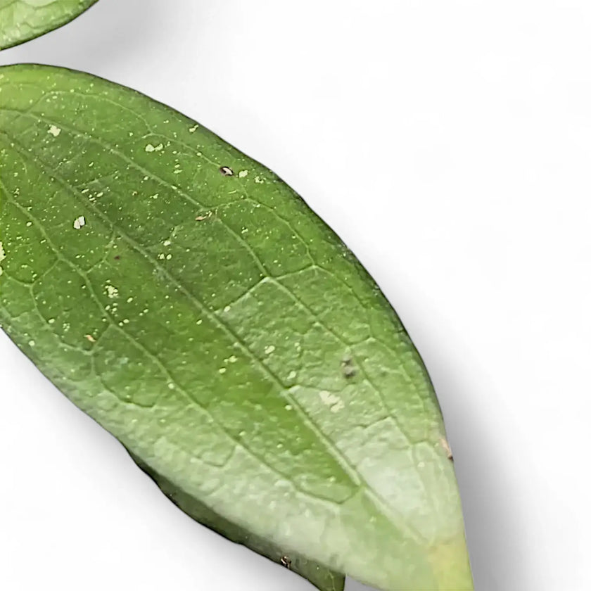 Hoya erythrina – Blattdetail vor weißem Hintergrund..