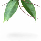 Hoya exilis – Blattdetail vor weißem Hintergrund..