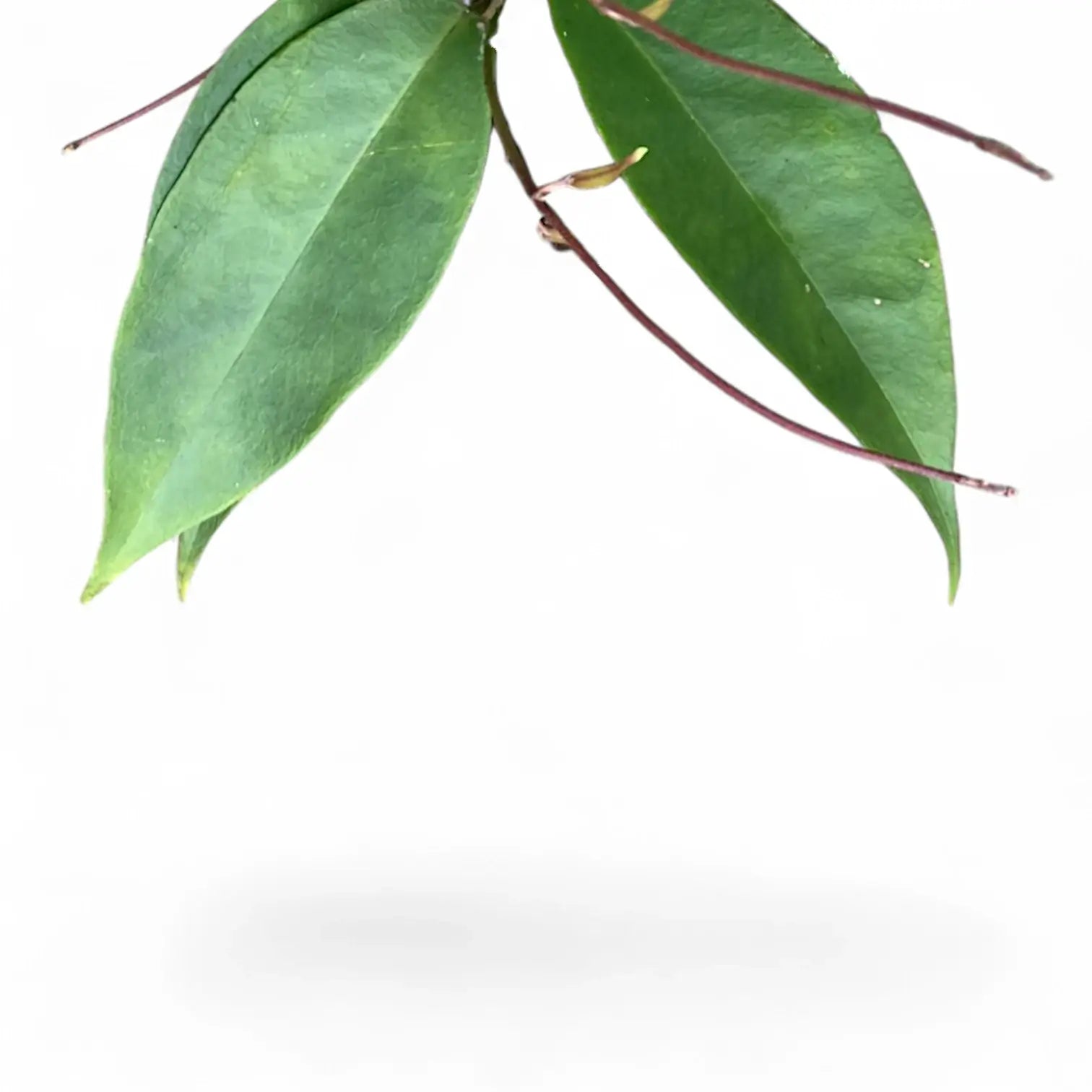 Hoya exilis – Blattdetail vor weißem Hintergrund..