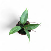 Hoya exilis Zimmerpflanze im Anzuchttopf vor weißem Hintergrund, Produktfoto 3.