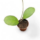 Hoya finlaysonii 'Round Leaf' potted houseplant in nursery pot on white background, product photo 2.
