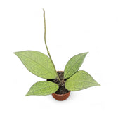Hoya finlaysonii (Sarawak) potted houseplant in nursery pot on white background, product photo 2.