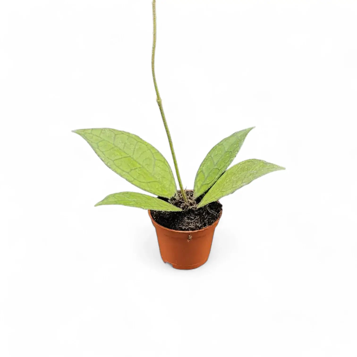Hoya finlaysonii (Sarawak) potted houseplant in nursery pot on white background, product photo 3.