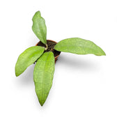 Hoya finlaysonii (Sukhirin) Zimmerpflanze im Anzuchttopf vor weißem Hintergrund, Produktfoto 2.