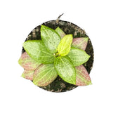 Hoya fitchii Zimmerpflanze im Anzuchttopf vor weißem Hintergrund, Produktfoto 6.