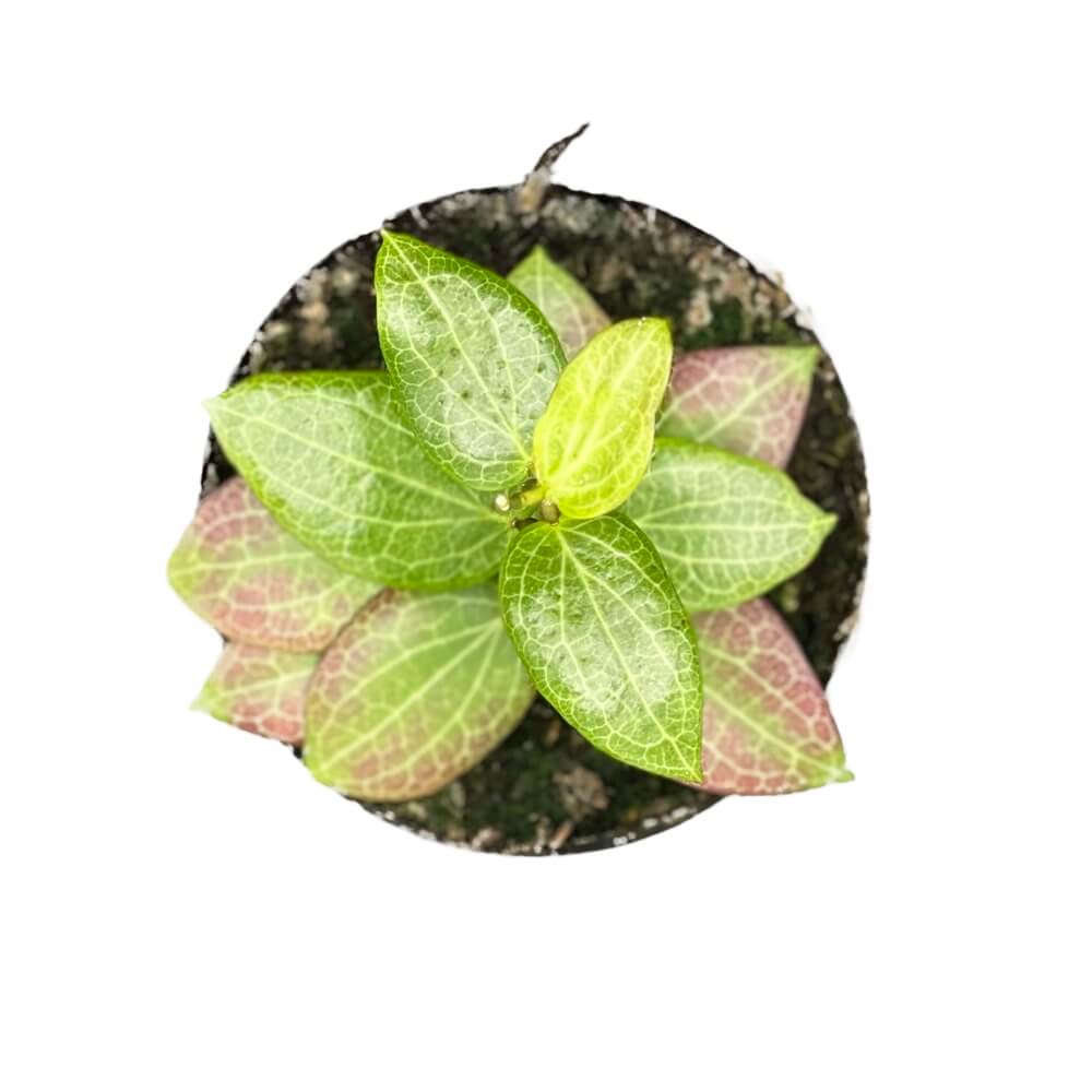 Hoya fitchii Zimmerpflanze im Anzuchttopf vor weißem Hintergrund, Produktfoto 6.