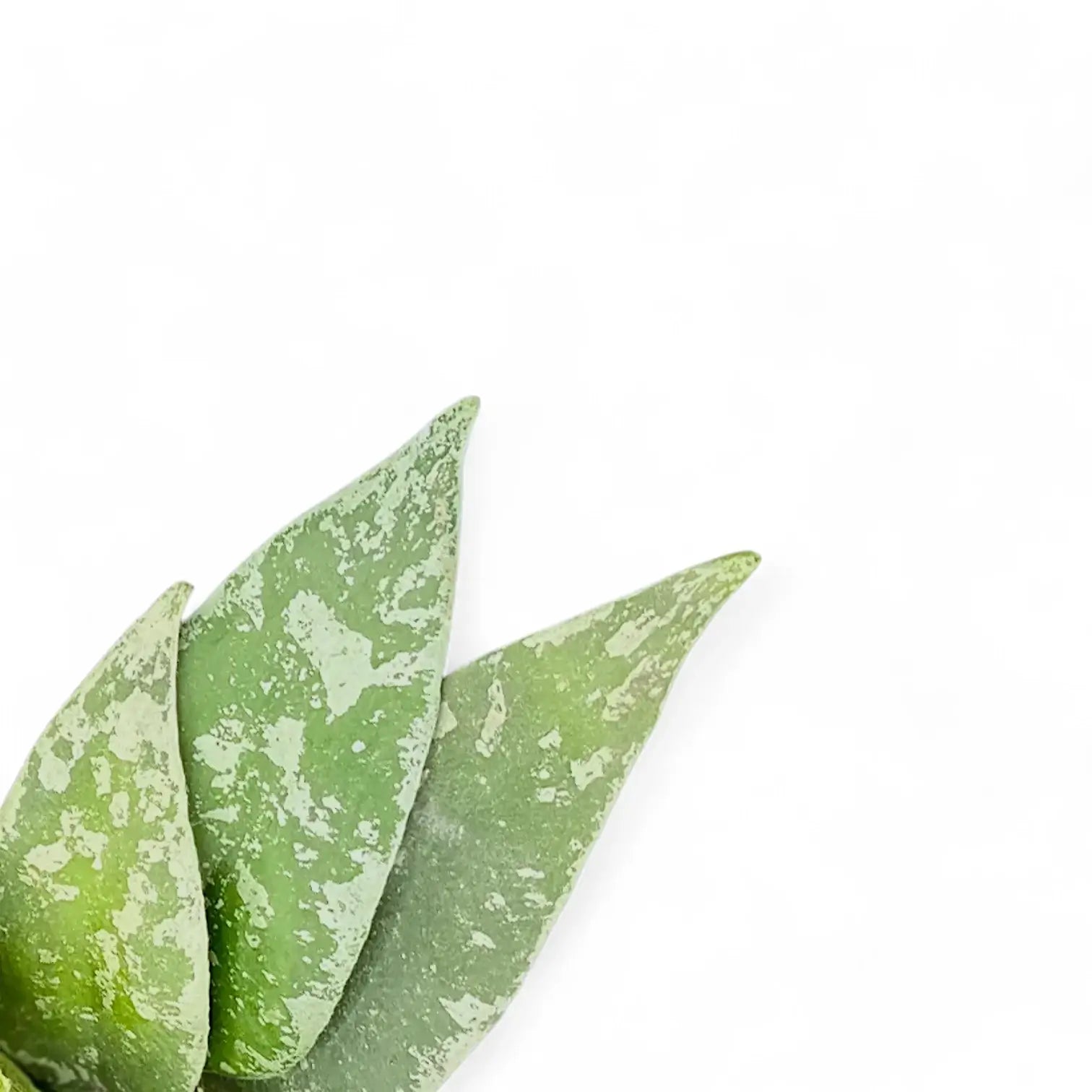 Hoya flagellata (Silver Form) leaf close-up on white background.