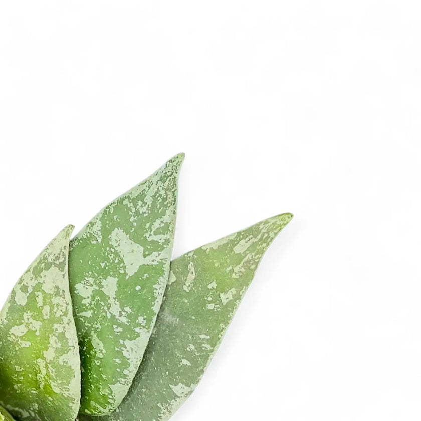 Hoya flagellata (Silver Form) – Blattdetail vor weißem Hintergrund..