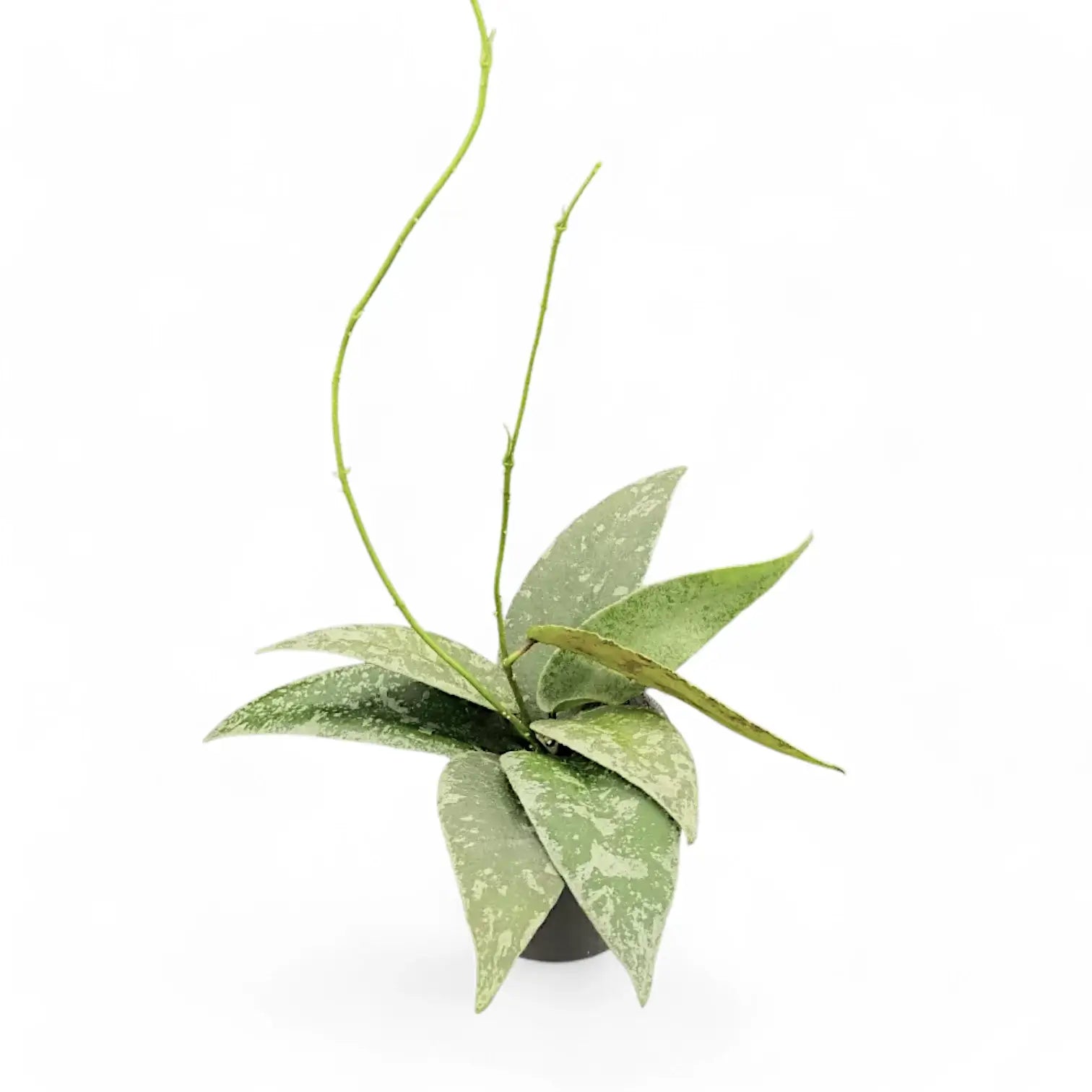 Hoya flagellata (Silver Form) potted houseplant in nursery pot on white background, product photo 3.