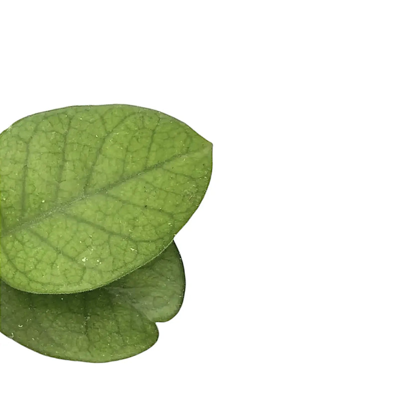 Hoya fungii – Blattdetail vor weißem Hintergrund..