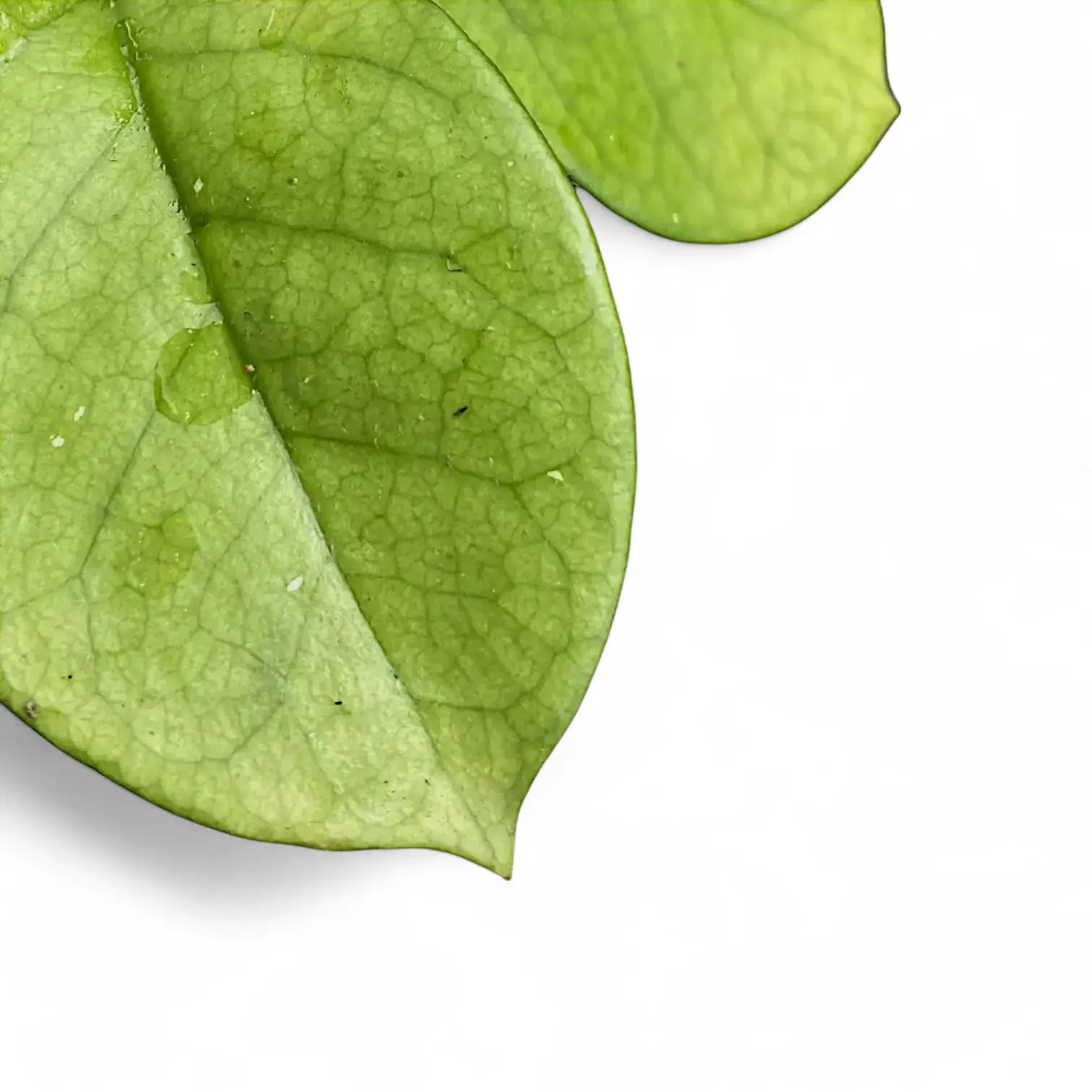 Hoya fungii Zimmerpflanze im Anzuchttopf vor weißem Hintergrund, Produktfoto 2.