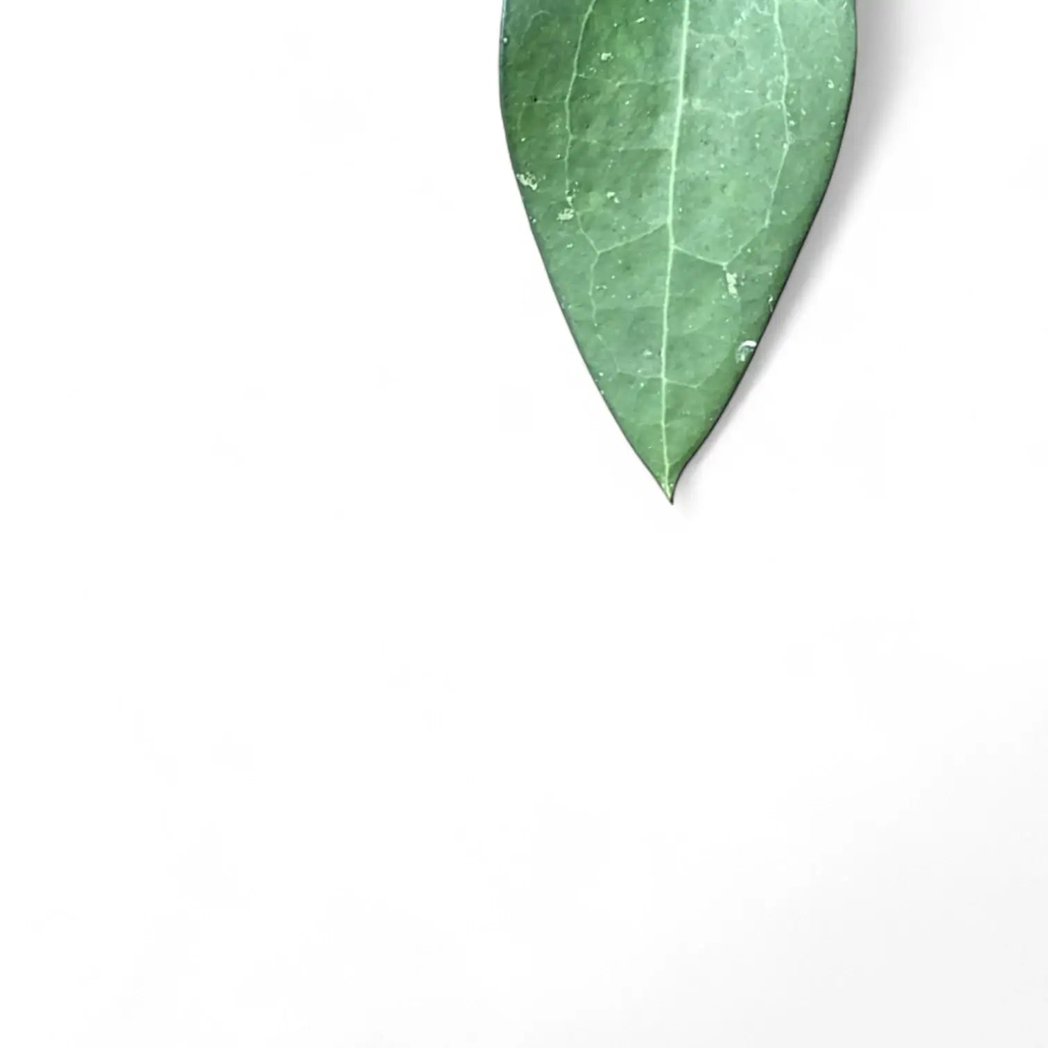 Hoya fuscomarginata (Hoya vitellina) leaf close-up on white background.