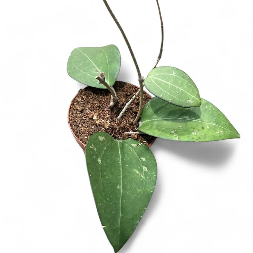 Hoya fuscomarginata (Hoya vitellina) Zimmerpflanze im Anzuchttopf vor weißem Hintergrund, Produktfoto 2.