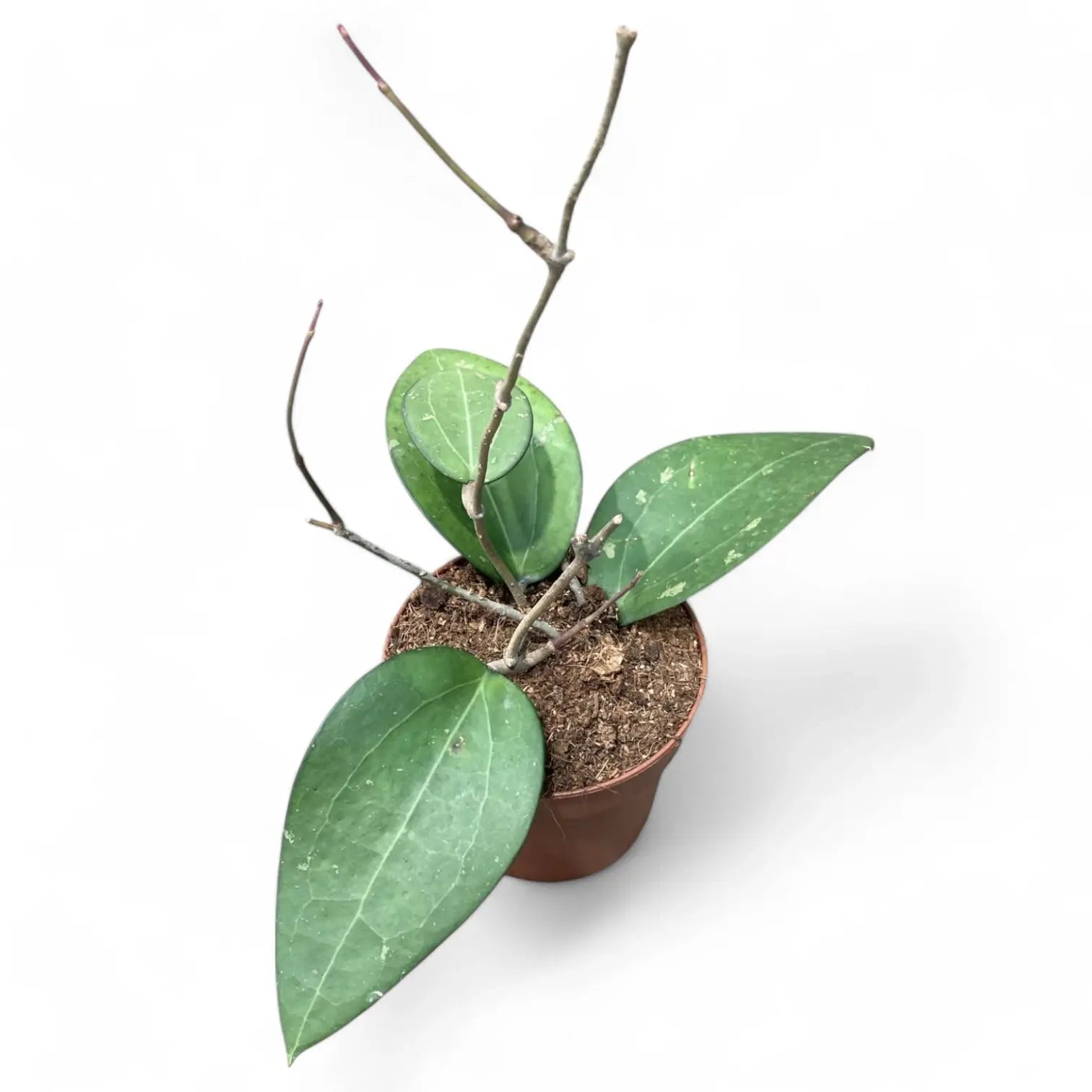 Hoya fuscomarginata (Hoya vitellina) potted houseplant in nursery pot on white background, product photo 3.