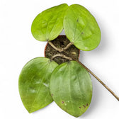 Hoya glabra 'Black Margin' Zimmerpflanze im Anzuchttopf vor weißem Hintergrund, Produktfoto 5.