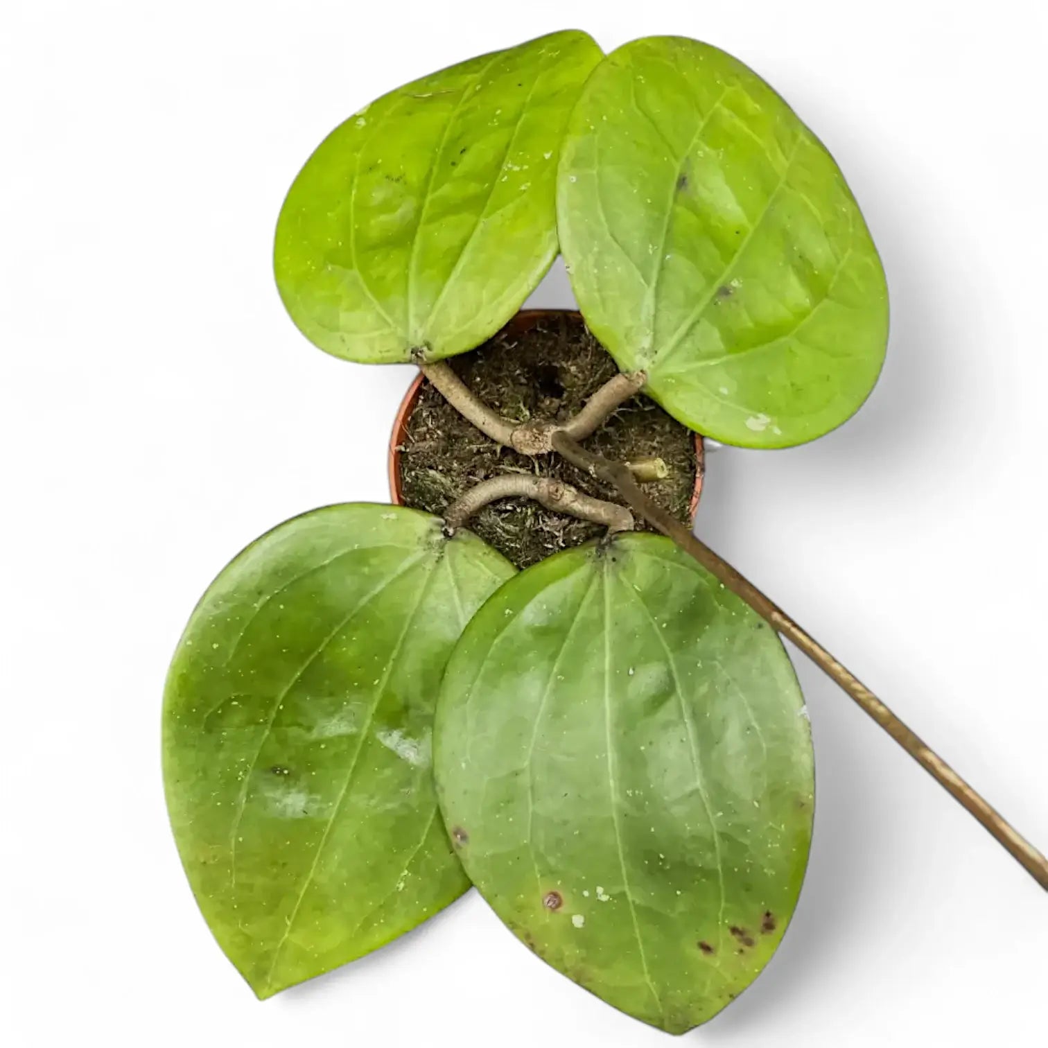 Hoya glabra 'Black Margin' Zimmerpflanze im Anzuchttopf vor weißem Hintergrund, Produktfoto 5.