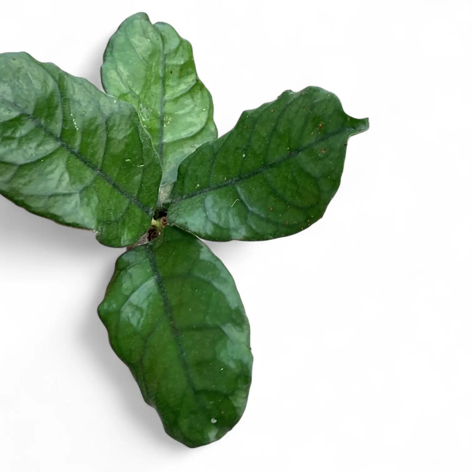 Hoya globulosa (villosa) leaf close-up on white background.